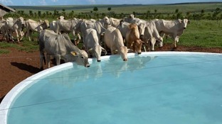 Reduzir a água do gado? Saiba por que isso não é uma boa ideia