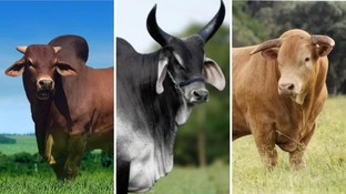 Guzerá leiteiro, Sindi ou Caracu: qual touro é boa opção para cruzamento com vacas mestiças?