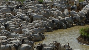 Água de açude é a grande porta de entrada de doenças para o gado