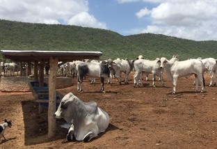 Confira dicas de nutrição animal para a seca na Bahia