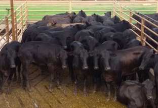 CNA atesta qualidade da carne Angus produzida na unidade da JBS de Campo Grande-MS