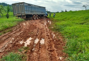 Chuvas chegam a 300 mm em novembro e atrapalham transporte de gado em Rondônia