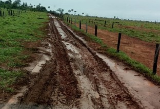 Excesso de chuvas deverá dificultar transporte boiadeiro no Bioma Amazônico nas próximas semanas