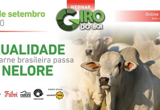 16º Webinar Giro do Boi - A qualidade da carne brasileira passa pelo Nelore
