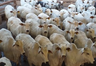 Lote de bovinos precoces: demanda está alinhada com o próprio mercado. Foto: divulgação