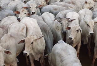 “Maravilha de gado” Nelore castrado engordado na ILP: veja lote destaque de 21/10/2020