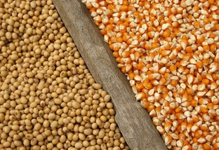 Quantas sacas de soja e milho você precisa produzir para ganhar dinheiro?
