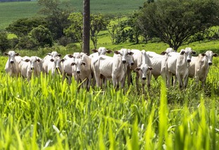 Embrapa em Ação: nova temporada destaca natureza favorável à pecuária no Acre