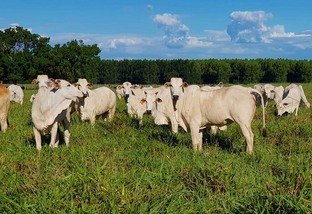bovinos resistentes ao carrapato