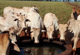 Qual o tamanho certo do reservatório de água para o gado da minha fazenda?