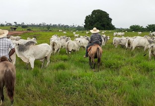 Acompanhe um dia de rodeio e embarque de gado em fazenda de Rondônia