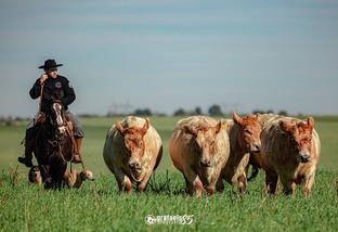 “Ainda vai longe!”: conheça a raça australiana de gado de corte Murray Grey