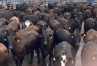Com ajuda do toque feminino, fazenda de MT vira referência em gado de qualidade