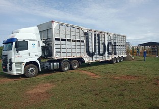 Transportadora evita estresse do gado com o calor em transporte de longas distâncias