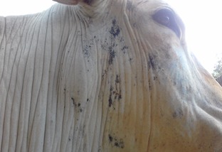 Meu gado tem lesões de pele na cara, pescoço e barbela. O que pode ser e como tratar?