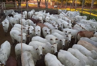 Exemplo de pecuária intensiva no Pantanal de MT e os lotes de 27/05/21