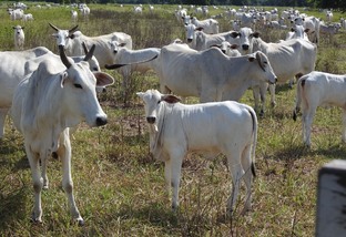 Fazenda de MS corta “hora extra” do boi e margem da propriedade sobe 39%