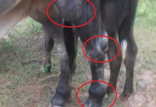 Meu touro Guzerá teve inchaços na pata traseira. O que pode ser e como tratar?