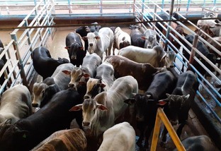 Lote de bovinos mandados para o abate. Foto: Divulgação