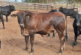 Fazenda produz carne premium cruzando F1 Angus com Black Simental e Bonsmara em RO
