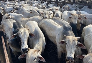 “Ícone da pecuária” produz boiada de mais de 24@ no sul do PA; veja os destaques de 05/10/21