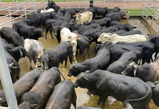 gado cruzado tratato a pasto 26 meses 22,3 arrobas araguaína-to