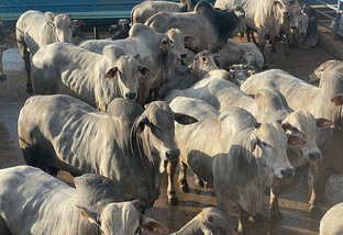 boiada nelore 140 dias de confinamento centro-oeste goiás abate mozarlândia