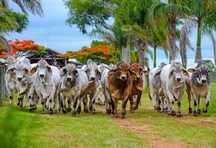 Touro Brahman em vacas Holandesas é boa saída para ter bezerros de corte em SC?