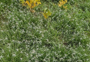 melhor herbicida para controle de tiririca em pastagens