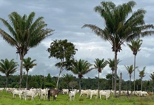 os Escritórios Verdes fazem consultoria gratuita para passivos ambientais da pecuária. Foto: Divulgação