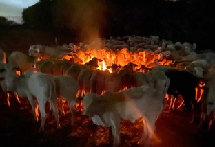 Frio mata cerca de 3 mil bovinos em MS. Saiba como evitar mortes do gado na fazenda