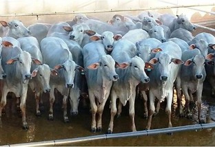 Fazenda em Dolcinópolis produz gado de alta qualidade