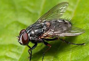 Escola Agrotécnica desenvolve projeto de controle da mosca-dos-estábulos