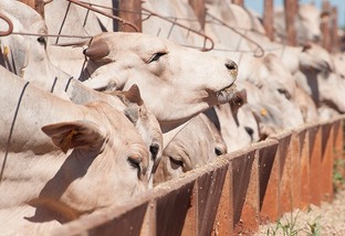 Confinar: simpósio de gado de corte encerra nesta quarta-feira