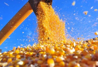 Preços dos grãos representam cenário positivo para o pecuarista