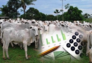 quatro indicadores 70% resultado fazenda de gado