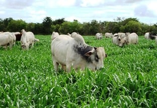 Pastejo rotacionado eleva qualidade da recria em Rondônia