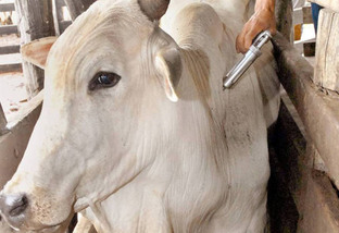 Vaca prenhe pode ser vacinada?
