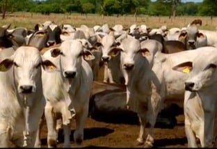 Pesquisador do Cepea aponta as três principais quebras de paradigmas pela pecuária de corte no Brasil