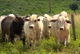 Especialista alerta: cuidado ao cruzar suas vacas com boi de boiada