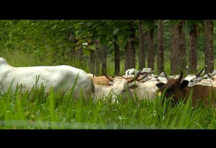 Fazenda do RJ aposta na integração pecuária-floresta