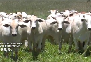 Castração e genética tricross contribuem e fazenda alcança 70% de abates com gordura ideal