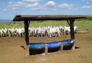 Consumo de sal supre deficiências da alimentação do gado. Foto: Divulgação