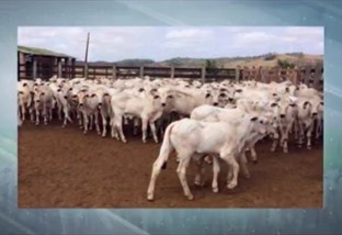 Fazendas do NE superam clima adverso e elevam produtividade de carne e leite