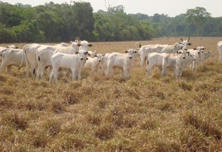como tratar o gado na seca