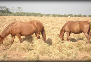 Qual o melhor capim para cavalos no sertão da Paraíba?