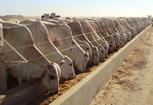 Vendas de suplementos para bovinos em confinamento crescem 40% no Brasil