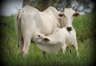 Quanto tempo após o parto a vaca pode pegar cria de novo?