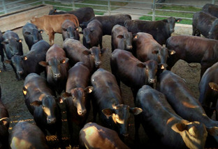 Vilhena-RO realiza primeiro abate em parceria com o programa Carne Angus Certificada