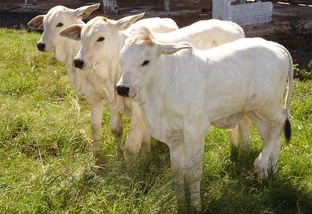 Como cuidar dos bezerros das vacas de primeira cria?